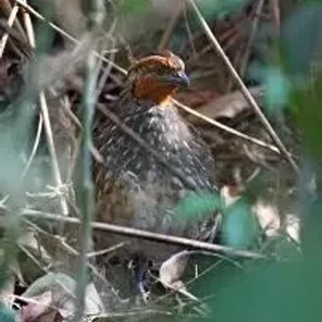 Singing Quail