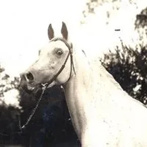 NASR