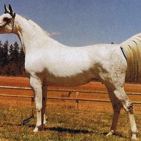 NEGOTKA (Negatiw x Bigotka by Arcus {Bad Afas}) ~ Dam of Negatraz
