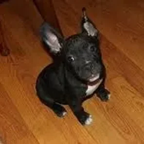 American French Bull Terrier (Designer Dog)