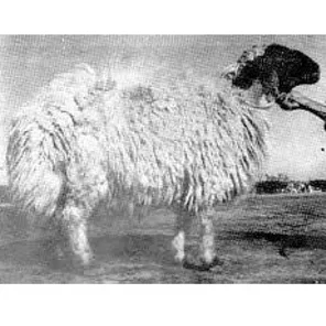 Waziri