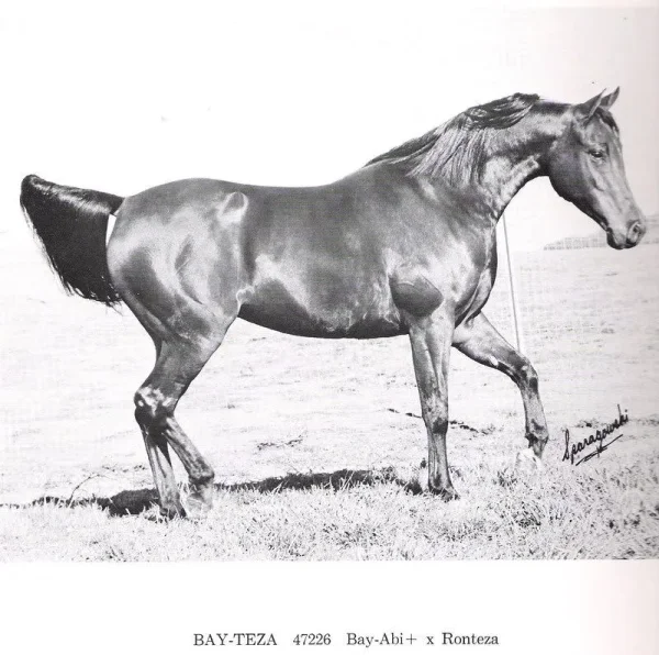 Bay-Teza