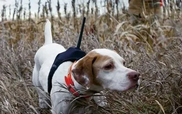 Tracking, obedience, rally, agility