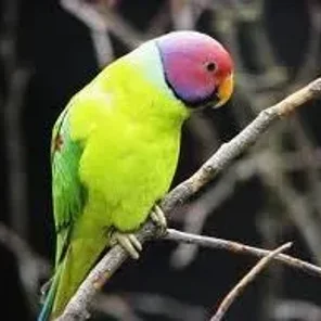 Plum-headed Parakeet
