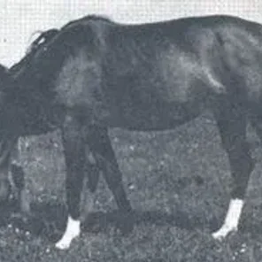 Elza