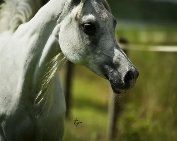 Straight Egyptian Mare...MPA Adiba