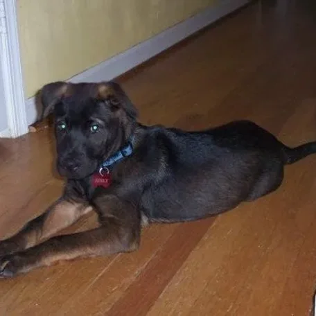 Riddick when he was 12-13 weeks old