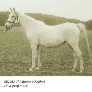 Selma II