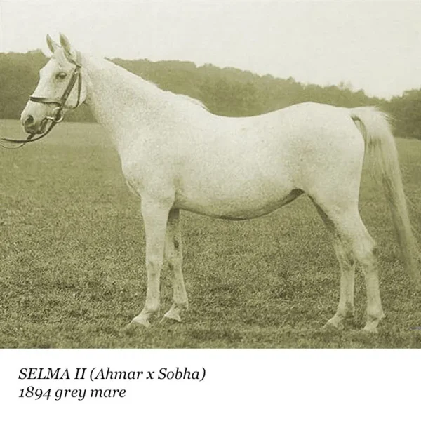 Selma II