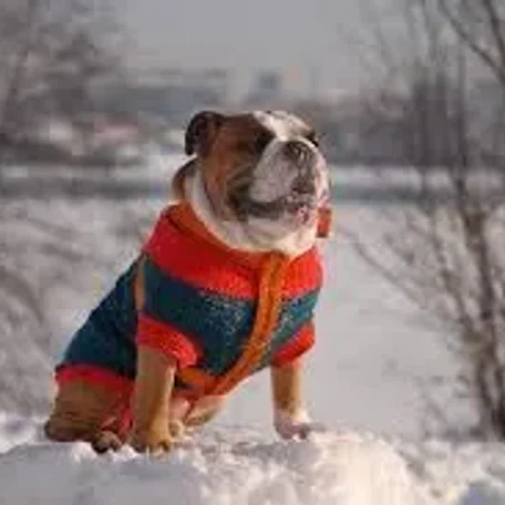 Member pets in Winter