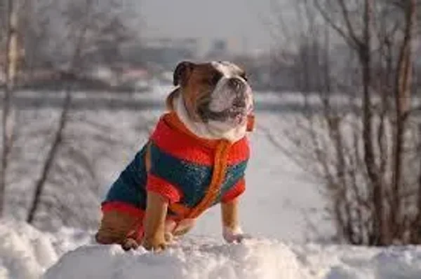 Member pets in Winter