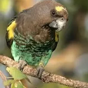 Meyer's Parrot