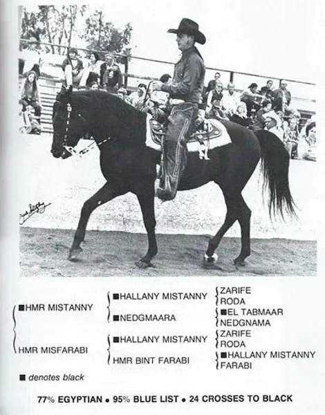 THE BLACK CENTAUR
