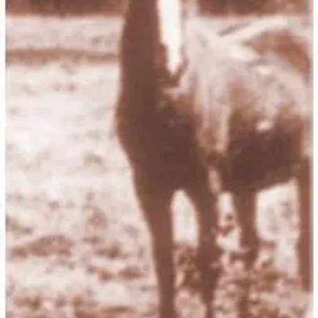 Rodania