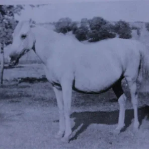 Mahbuba
