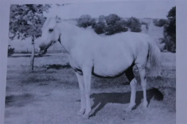 Mahbuba