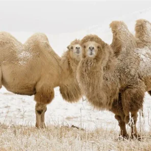 Animals in Winter We Domesticate