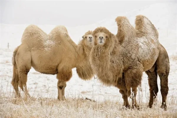Animals in Winter - the contrast creates some of the most beautiful pallets