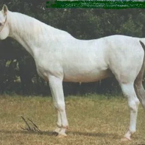 Saudi