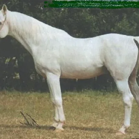 Saudi