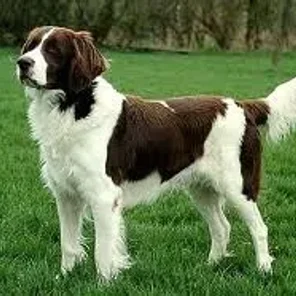 Drentse Patrijshond