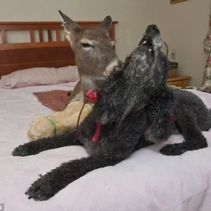 Meet Dillie - the domesticated deer who eats linguine in her owners' bed