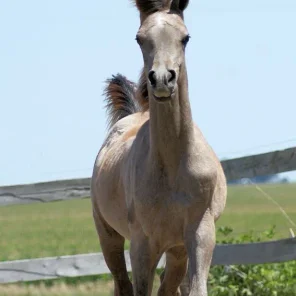 2012 Escape Colt