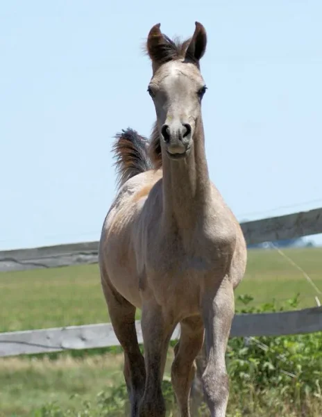 2012 Escape Colt