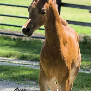 SAIKI Fantasy Foal