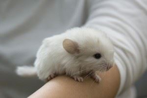 Chinchilla Facts – The Top 10 Interesting Facts About Chinchillas