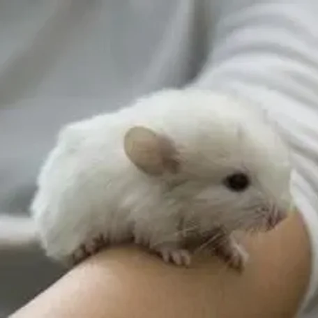 Chinchilla Facts – The Top 10 Interesting Facts About Chinchillas
