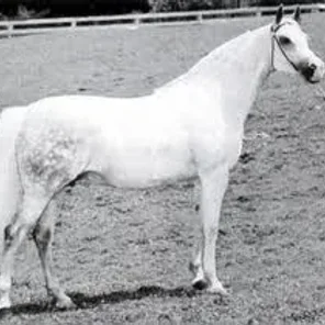 Dornaba