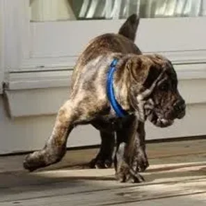 Frenchie-Pei (Designer Dog)