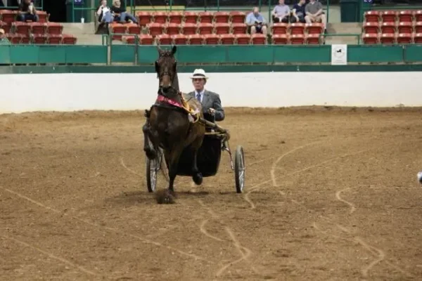 Morgan Southern States Regional Show