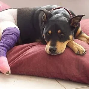 Top 10 Dog and Cat Injuries - Part 2