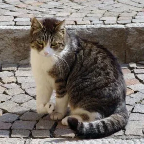 Limping and Lameness in Cats
