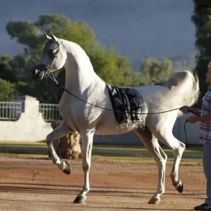 Hariry Al Shaqab