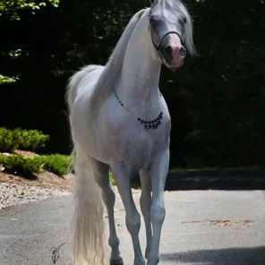 SI Prince Ali Shiraz