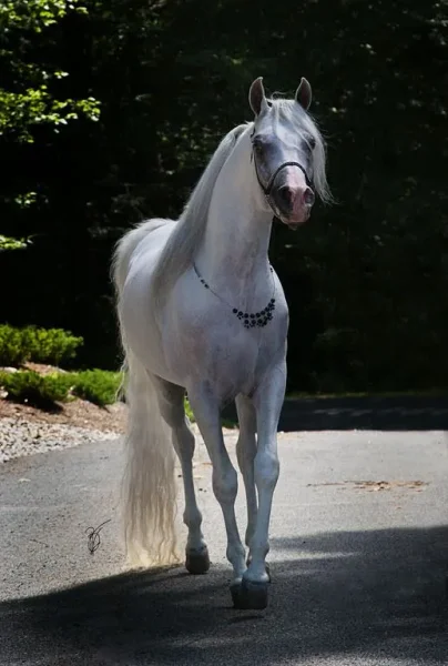 SI Prince Ali Shiraz