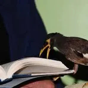 Mynahs as Pet Birds