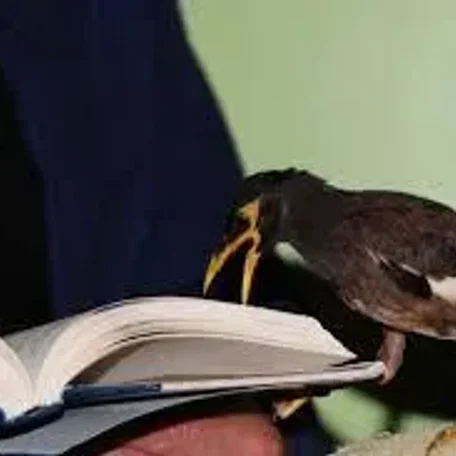 Pet Mynah