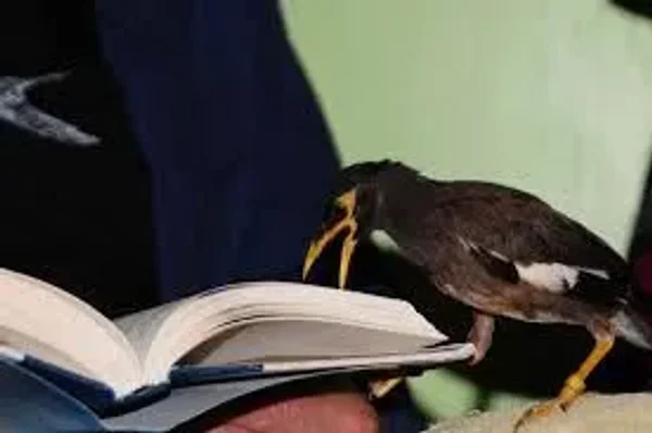Pet Mynah