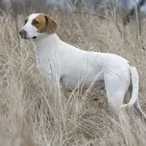 Istrian Shorthaired Hound