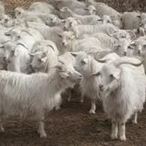 Australian Cashmere