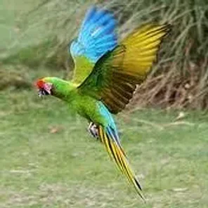 Military Macaw