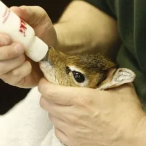 Keepers Raise Tiny Dik Dik at Pueblo Zoo
