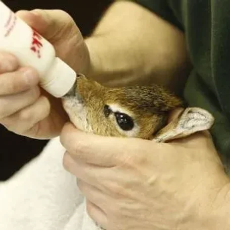 Keepers Raise Tiny Dik Dik at Pueblo Zoo