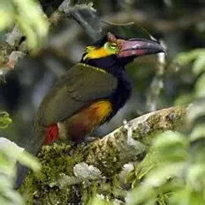 Golden-collared Toucanet