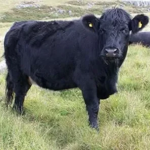 Welsh Black