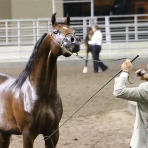 Region One Arabian Horse Show 2012